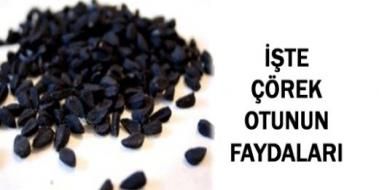 Ibrahim Saracoglu Corek Otu Yagi Kullanimi Ve Faydalari Otlar Sifali Otlar Corek Otu Ibrahim Saracoglu Corek Otu Yagi Kullanimi Ve Faydalari Otlar Sifali Otlar Corek Otu