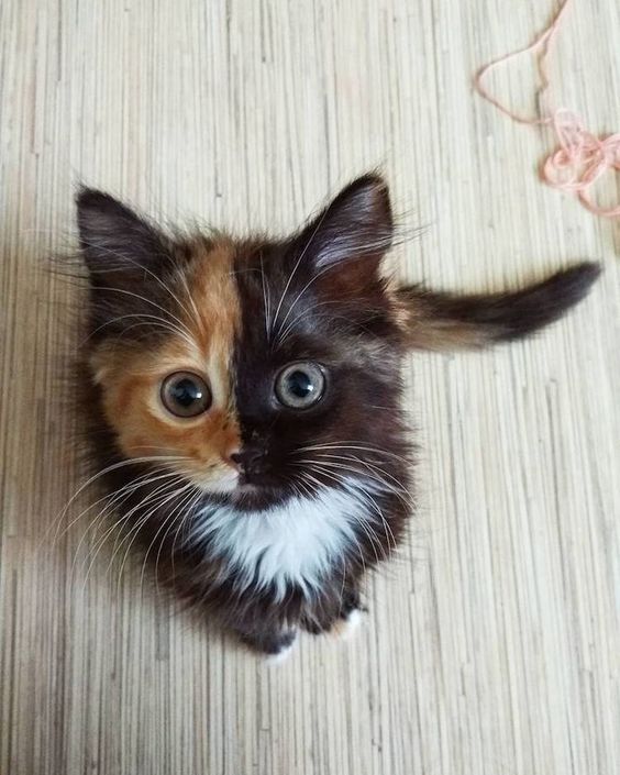 Cute Cats Pictures | Beautiful cat pics | Cute cat Dp images || cat wallpaper whatsapp Dp images.
