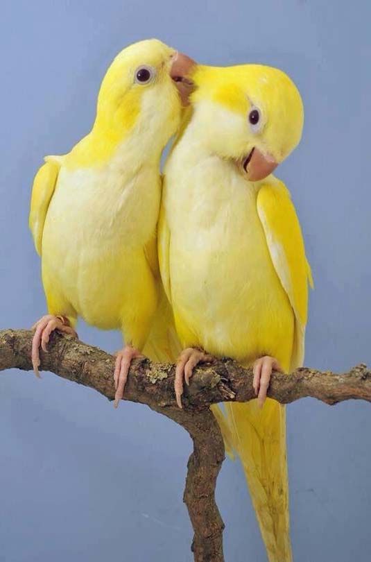 Real Love Birds Beautiful Birds Pet Birds