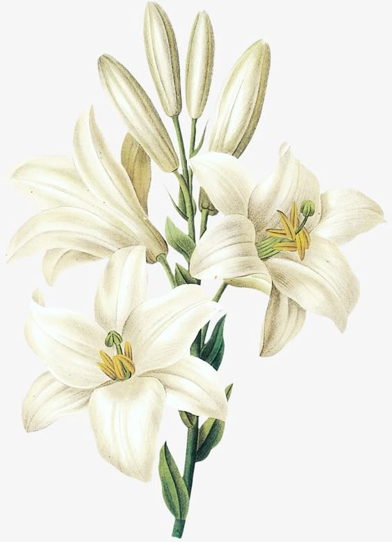 Sesame PNG Picture, Sesame White Lily Flower, Flower Clipart, Hand Painted Flowers, Flowers PNG Image For Free Download