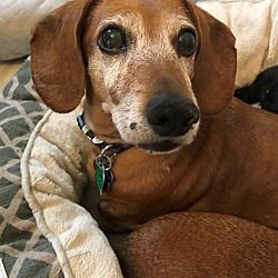 Available Pets At Dachshund Rescue Of Los Angeles In Los Angeles