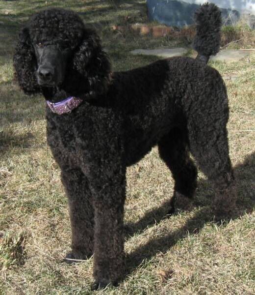 Pin By Randi Tarillion On Standard Poodles Standard Poodle