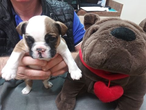 Bulldog Puppy For Sale In Plano Tx Usa Adn 117395 On