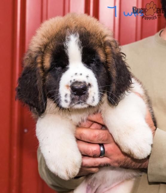 Lola Saint Bernard Puppy For Sale In Youngstown Oh Buckeye