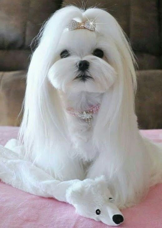Pin By Lynne Desiree Weber On Maltese Teacup Puppies Maltese