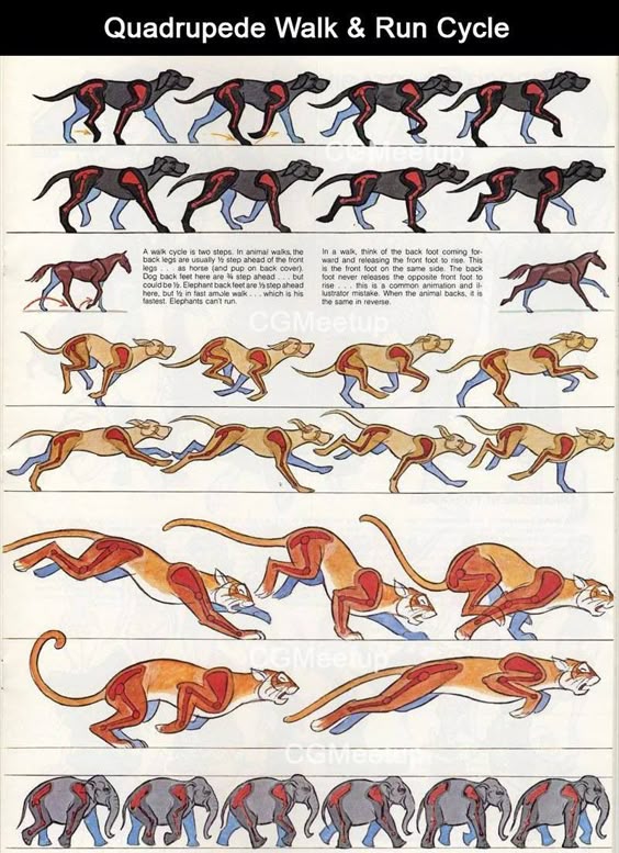 As I try to hand draw a walk cycle, this is a good reference. #walkcycle #animation #quadroped