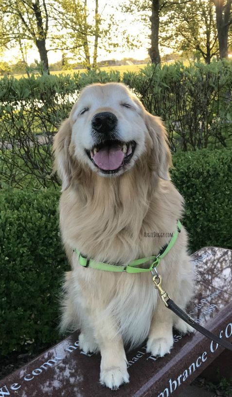 Enjoying A Sunshine Y Day Goldenretriever Dogs Golden Retriever Cute Dogs Golden Retriever