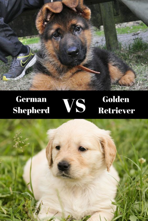 German Shepherd Vs Golden Retriever Which Dog Is Best For You