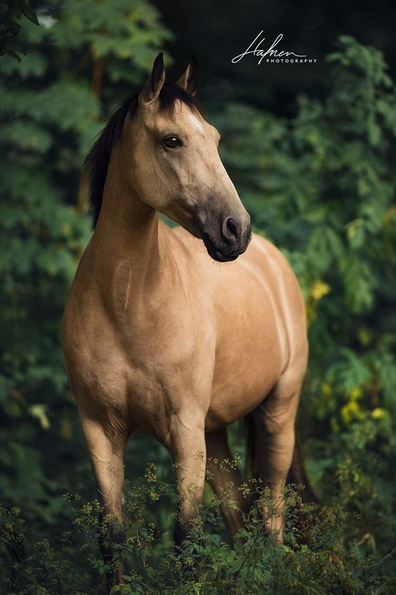 Pferd | Bilder | Foto | Fotografie | Fotoshooting | Pferdefotografie | Pferdefotograf | Ideen | Inspiration | Pferdefotos | Horse | Photography | Photo | Pictures