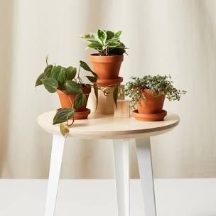 8 robust indoor plants that need very little water