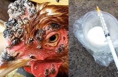 Medicamento para la ronquera en gallos