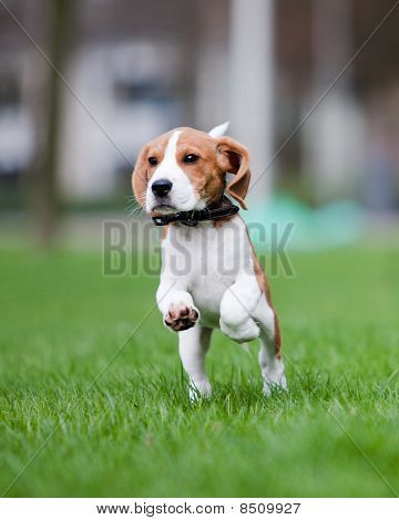 Puppy Jumping And Running Poster Running Posters Beagle Puppy