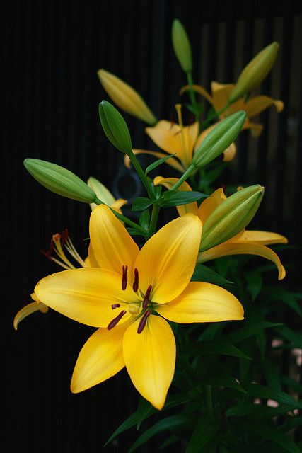 yellow lily