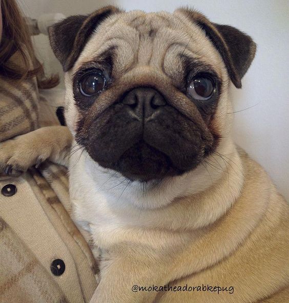 Look At That Cute Face Baby Pugs Baby Pug Dog Cute Dogs