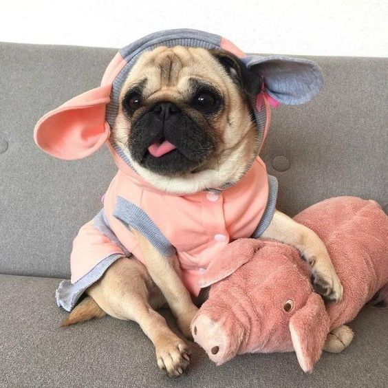 The Cutest Little One Minipet Online Pet Boutique Is A