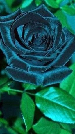 roes-flowars
