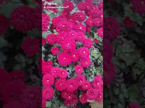 ام كلثوم هذه ليللتي بعد حين يبدل الحب دارا والعصافير تهجر الأوكار Youtube Flowers Plants Love Lies Bleeding