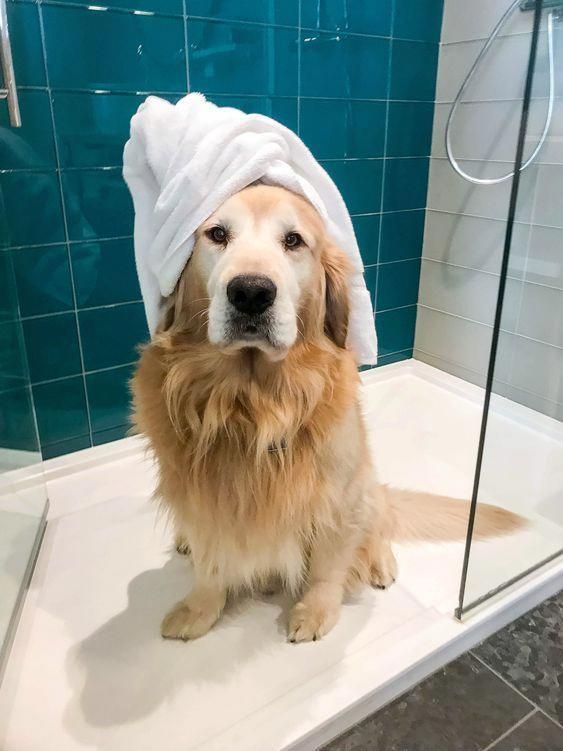 Stunning Hand Crafted Golden Retriever Accessories And Jewelery