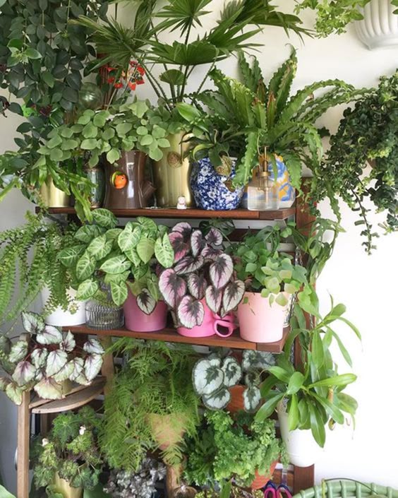 shelves with overflowing plants #gardenIdeas #garden #gardening #plants #homeDecor #indoor #shelves