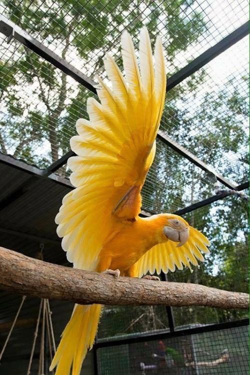 A completely yellow macaw