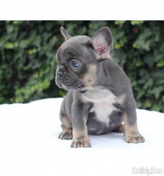 Obtain Terrific Recommendations On Bulldogs They Are Actually