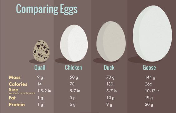 Eggsposing Egg Carton Labels Hatching Duck Eggs Hatching Duck Eggs