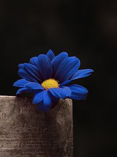 Blue Flower