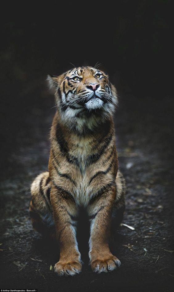 Baby Tiger