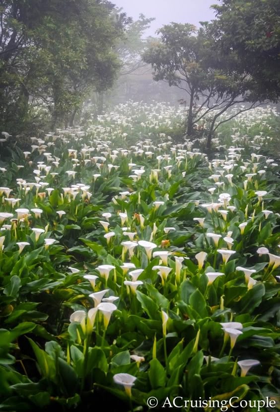 Every spring Jhuzihu, Taiwan is overcome by white, delicate flowers, as fields bursts into nearly two million blooms. The Calla Lily Festival is here.