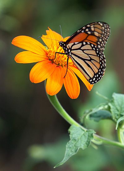 Best Flowers for Butterflies