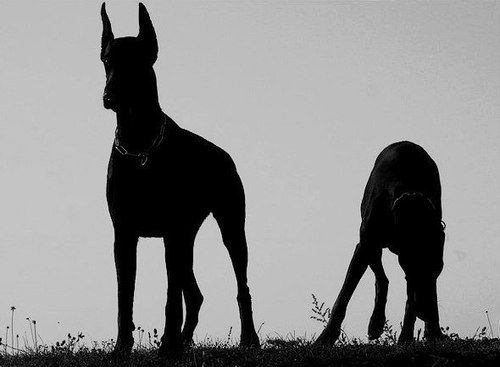 Lottie's dad loved big dogs. Lottie loved that they could go running with her and not need a leash. They'd keep an eye out for danger, something she never worried about until recently, and she she saw them pause on a hill in the park, looking at something, all of her senses focused in, and she prepared herself to fight if needed.