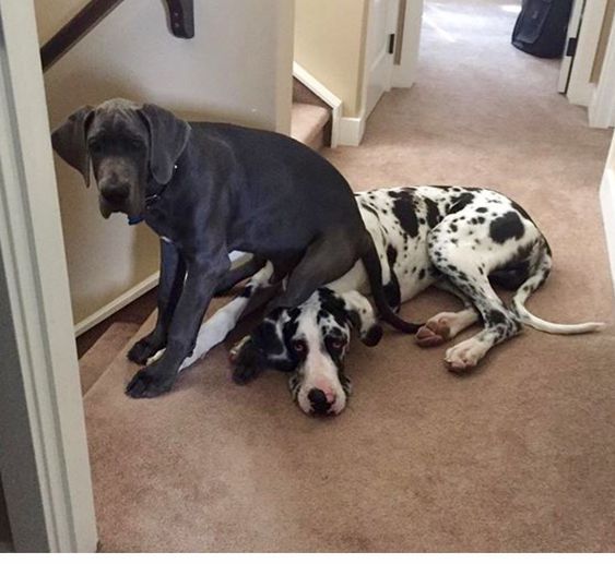 Ryker And Diesel The European Great Dane Puppies