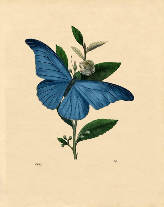 9 Blue Butterfly Images!