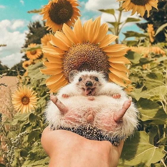 Ãnico bom dia possÃvel (e sim a foto é da internet)