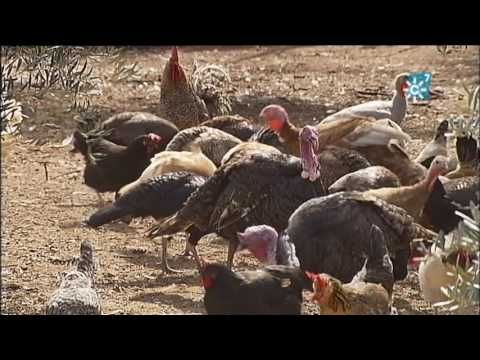 Cría De Pavos En écija Youtube Pavo Gallinas Ponedoras Guajolotes