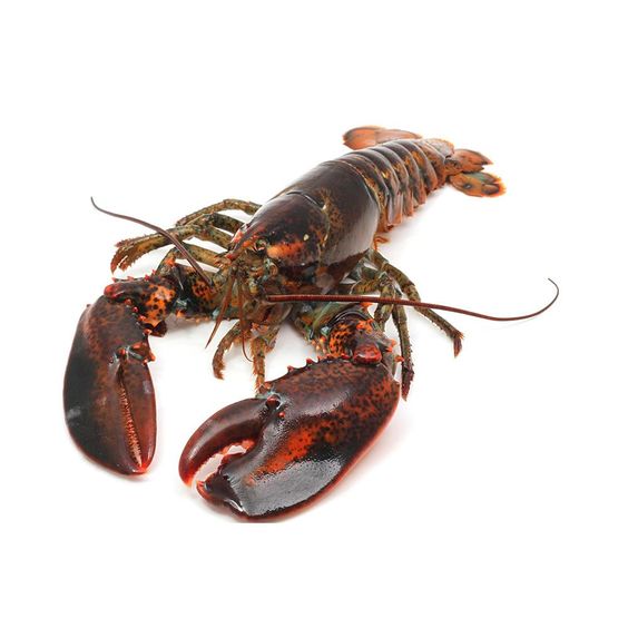 Maine Lobster – Santa Barbara Fish Market
