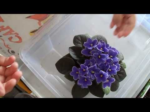 130 Kok Curumesi Olan Menekseyi Temizledik Torbada Koklenmeye Biraktik Rooting Violet In The Bag Youtube Cicek Menekse Orkideler