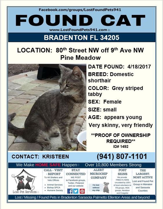Do you know me? #FoundCat #Lost #Cat #Tabby #Bradenton FL - lost pet poster Do you know me? #FoundCat #Lost #Cat #Tabby #Bradenton FL - lost pet poster