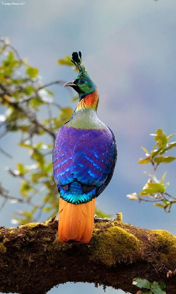 HIMALAYAN MONAL http://birdsanddaffodilsbylyndabergman.blogspot.com/2017/02/himalayan-monal-national-bird-of-nepal.html