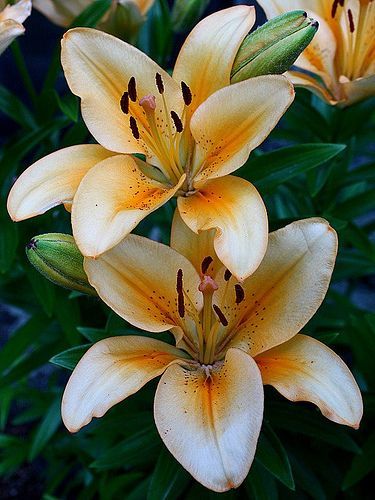 Lilies – Big impact, Very Little Work