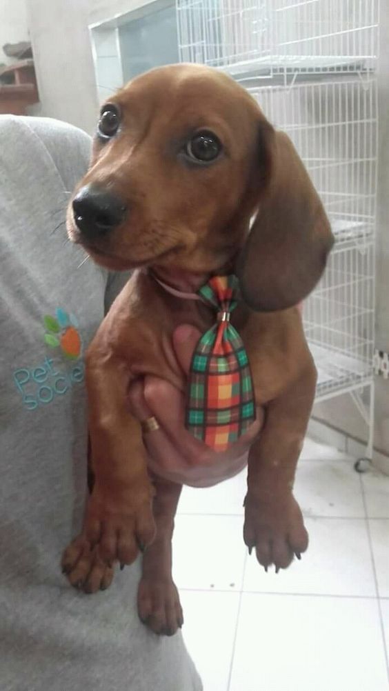 Red Dachshund Red Dachshunds Red Sausage Dogs Red Weiner Dog Red