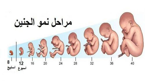 مراحل تطور الحمل بالتفصيل تصميم خريطة ذهنية خريطة ذهنية للأطفال