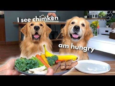 Pin On Funny And Sweet Animal Pics Videos