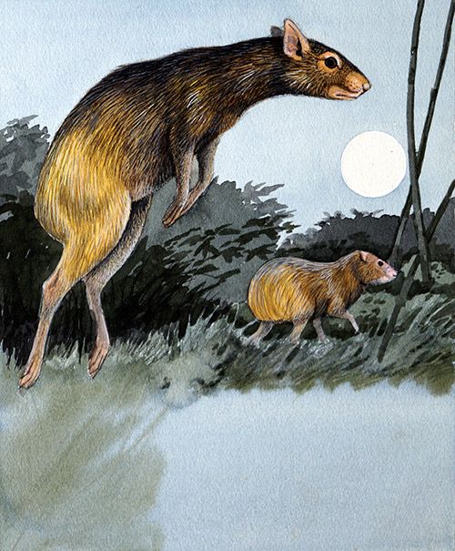 Mammals Agoutis Coloring Pages Agouti Original By Kenneth Lilly At The Illustration Art Gallery Illustration Art Wildlife Artists Art Gallery