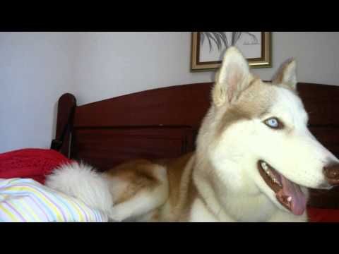 All Siberian Husky Grooming Youtube Husky Grooming Siberian
