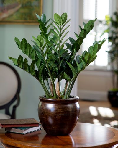 Exotic 23" ZZ Silk Plant for the Distinctive Home and Office at Petals