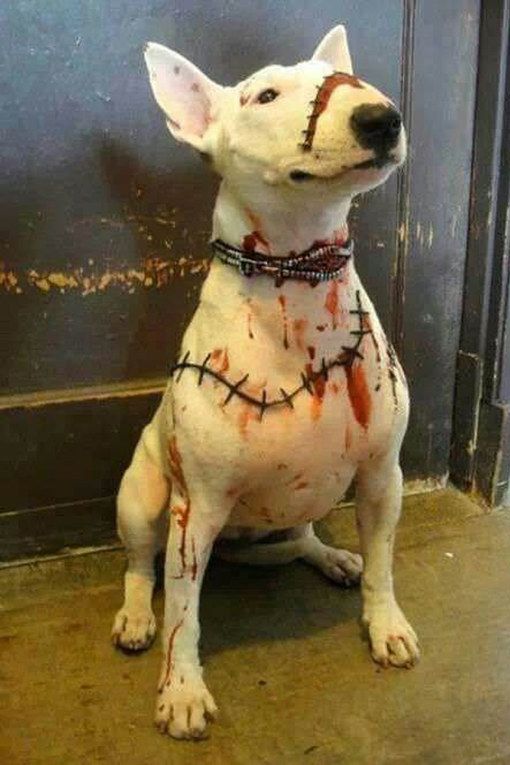 Cane zombie.