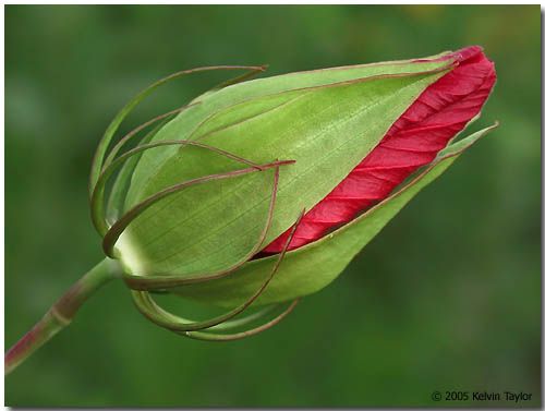 images of flower buds | Hibiscus flower bud photo - Kelvin Taylor photos at  pbase.com | Hibiscus flowers, Flower bud, Flower beauty