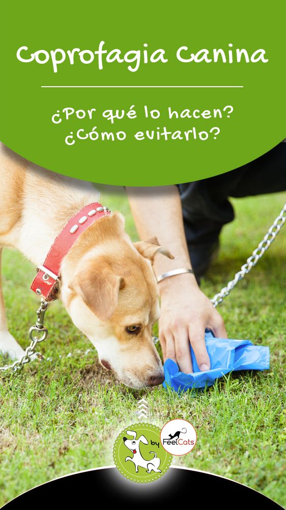 Pin En Mi Perro Come Su Caca