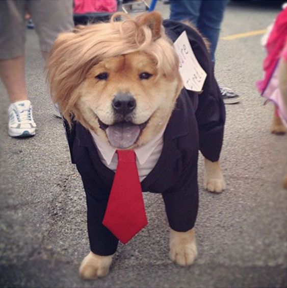 This just in, President Trump gets a pet to keep him company in the White House during the school year when Melania and Baron are in NYC. Reports are that the dog's name will be Covfefe.